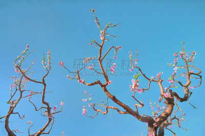 桃树,白桃,自然,天空,水平画幅,水果,无人,桃,果树,户外