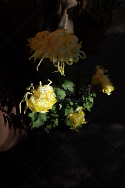 黄色,菊花,江户时代,轻的,传统,清新,仅一朵花,枝繁叶茂,自然美,植物