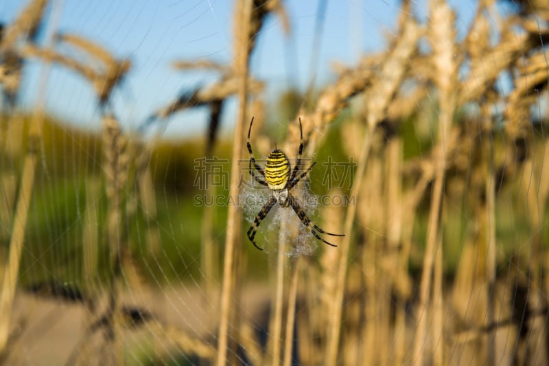 蜘蛛,蜘蛛织网,断纹金蛛,动物扑击,orb weaver spider,悄悄接近猎物,恐惧症,水平画幅,早晨,蜘蛛纲