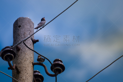 电缆,鸟类,电,能源,天空,水平画幅,云,家禽,金属丝,北美歌雀