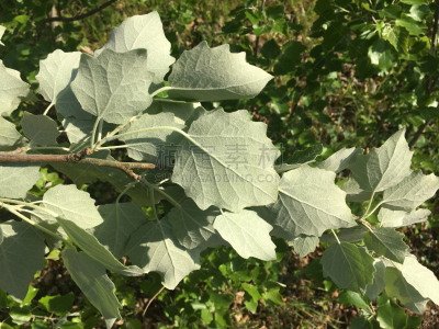 艾克塞特,白杨,银色,五月,2018,天空,美,水平画幅,枝繁叶茂,云