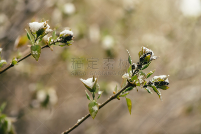 雪,早晨,特写,花蕾,灌木,季节,天气,春天,丁香花,枝