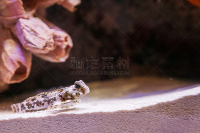 海洋,鱼类,小丑鱼,珊瑚色,水平画幅,橙色,无人,蓝色,水下,海鱼
