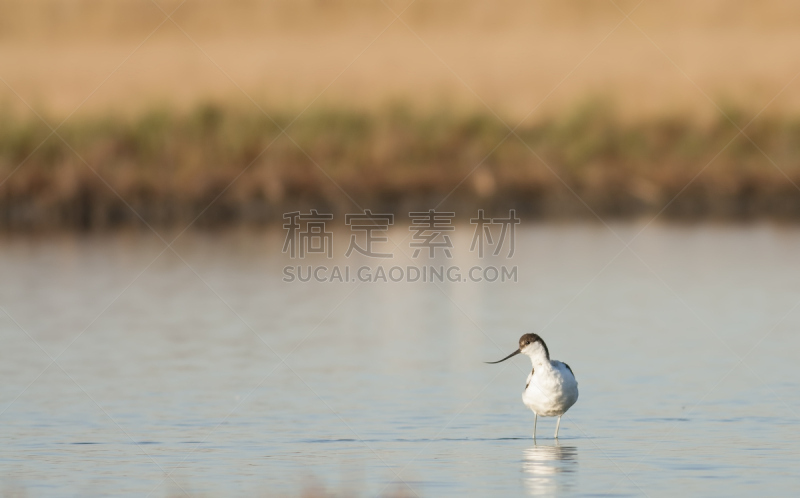 长嘴鳄脚,水,水平画幅,无人,反嘴鹬,鸟类,长柄镰刀,动物身体部位,野外动物,户外