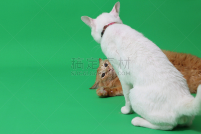 两只动物,猫,可爱的,背景分离,肖像,虹膜异色症,猫科动物,小的,动物,人的眼睛