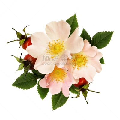 野玫瑰,浆果,仅一朵花,美,法式食品,花束,花蕾,植物,叶子,花头