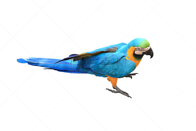 鹦鹉,蓝色,黄金,南美,亚马逊地区,水平画幅,鸟类,亚马逊雨林,白色背景,动物身体部位