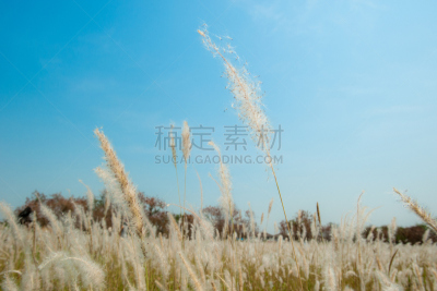 草,地形,田地,褐色,水平画幅,无人,夏天,户外,花束,植物