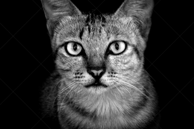 注视镜头,猫,黑白图片,水平画幅,家畜,动物身体部位,肖像,单色调,暹罗猫,人的眼睛
