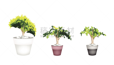 花盆,常绿植物,赤土陶器,三只动物,华丽的,清新,枝繁叶茂,榆树,装饰物,白杨