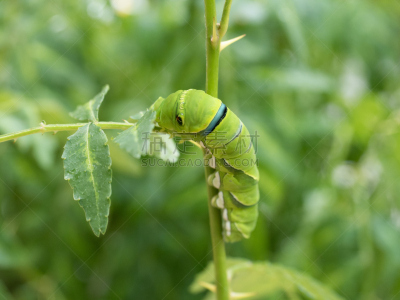 幼虫,凤尾蝶,水平画幅,生物,蝴蝶,无人,东京,毛虫,昆虫,cabbage worm