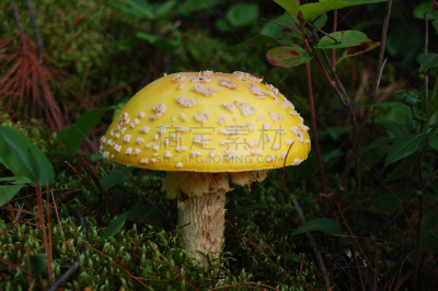 蘑菇,鹅膏菌,鹅膏毒菇,伞形毒菌,水平画幅,无人,毒蝇菇,摄影