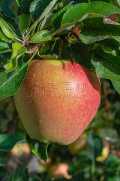 苹果树,布瑞拜苹果,巨大的,农业,清新,食品,熟的,农场,植物,背景