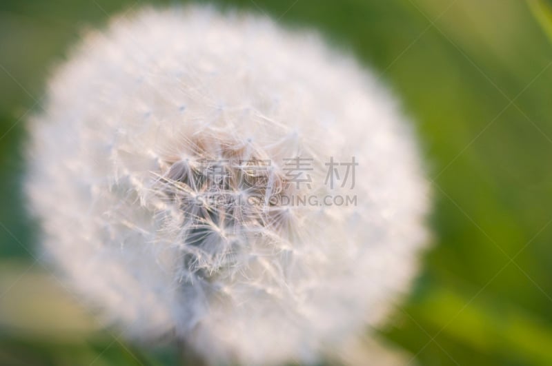 蒲公英,动物毛,自然,植物属性,水平画幅,蒲公英种子,植物的组成部分,无人,花序,户外