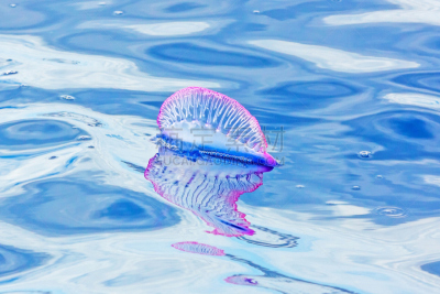 portuguese man o' war,酸浆属,水平画幅,大西洋,大西洋群岛,户外,触须,刺胞动物,成年的,自然