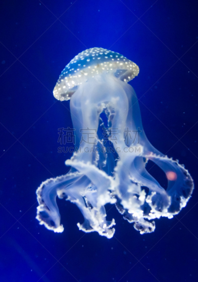 水母,水下,蓝色背景,天堂,自然,垂直画幅,野生动物,形状,无人,蓝色