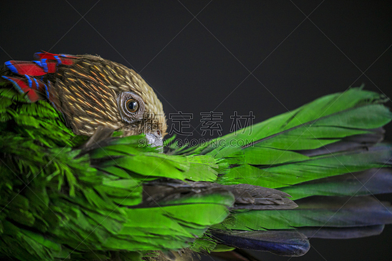 鹦鹉,红色,扇子,自然,美,野生动物,水平画幅,绿色,可爱的,日本