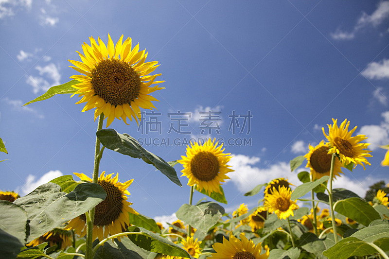 日本,福岛县,向日葵,自然,天空,水平画幅,快乐,蓝色,努力,花