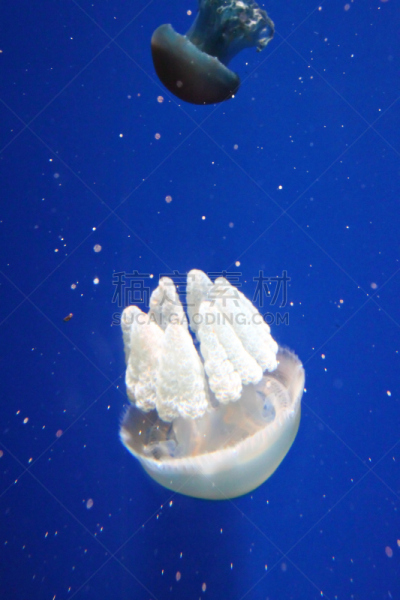 水母,动物群,垂直画幅,水,形状,水下,马来西亚,特写,彩色背景,水族馆