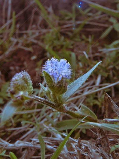 簇,自然,垂直画幅,仅一朵花,植物茎,植物,亚洲,紫色,2015年