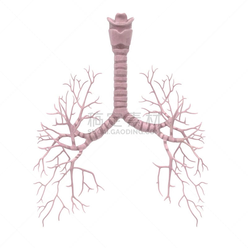 人,支气管,风,会厌,形状,绘画插图,呼吸系统,气管,三维图形