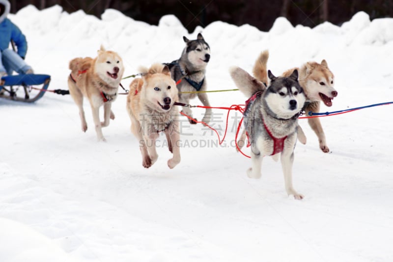 雪,冬天,北,动物拉雪橇比赛,动物雪车,雪橇犬,动作,安全绳,汽车餐馆,工作