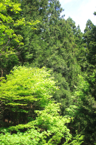 森林,相模原,神奈川县,垂直画幅,天空,美,公园,褐色,新的,里山