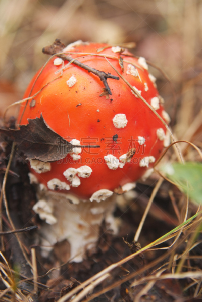 蘑菇,伞菌,自然,垂直画幅,鹅膏菌,秋天,无人,有毒生物体,毒蝇菇,材料