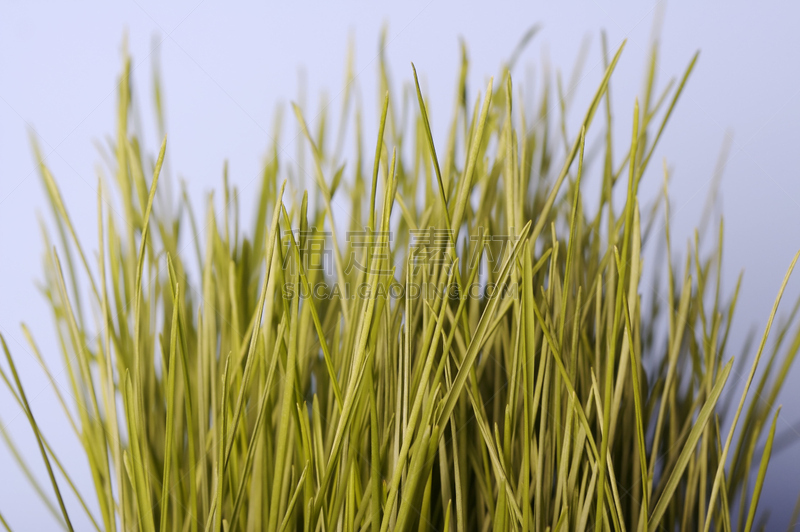 蓝色,草,彩色背景,草皮,水平画幅,彩色图片,无人,刀刃草,背景,鸭茅草