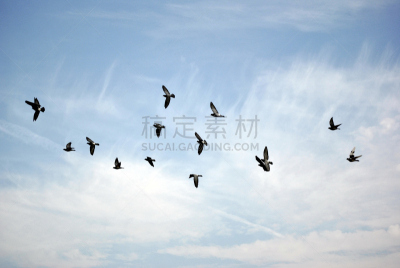 鸟编队飞行,鹈鹕,宾夕法尼亚,自然,鬼狒,野生动物,水平画幅,秋天,九月,蓝色