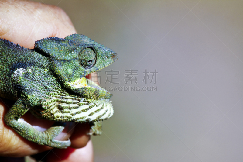 特有物种,地毯变色龙,濒危物种,马达加斯加,变色龙,自然,野生动物,水平画幅,小的,可爱的