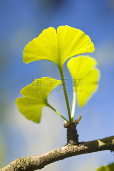 银杏,垂直画幅,无人,户外,生物学,植物,植物学,园艺,大特写,园林