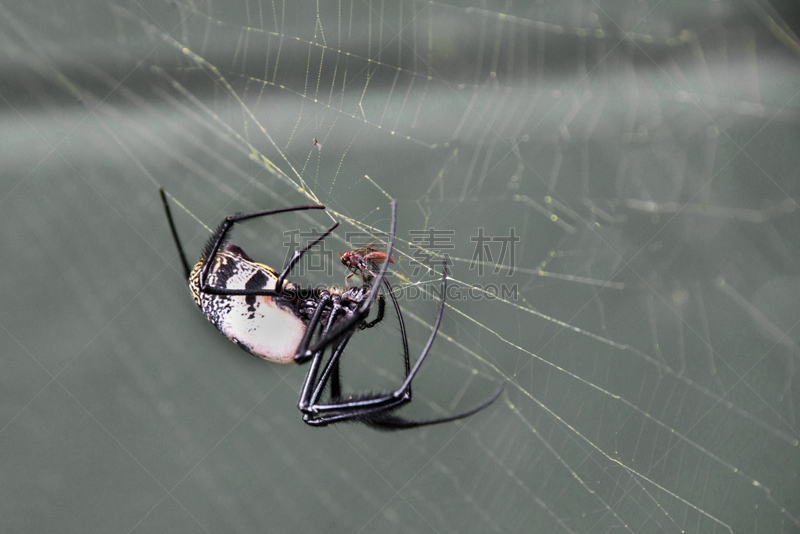 golden orb spider,golden silk spider,两翼昆虫,非洲,膳食,食品,图像,蜘蛛纲,南非,蜘蛛