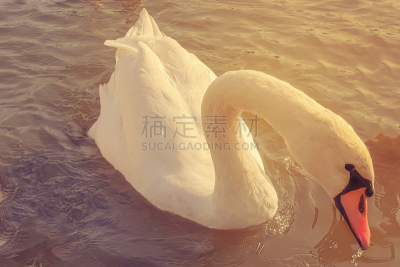 天鹅,注视镜头,白色,平滑的,水,特写,背景,橙色,锻炼,猜疑