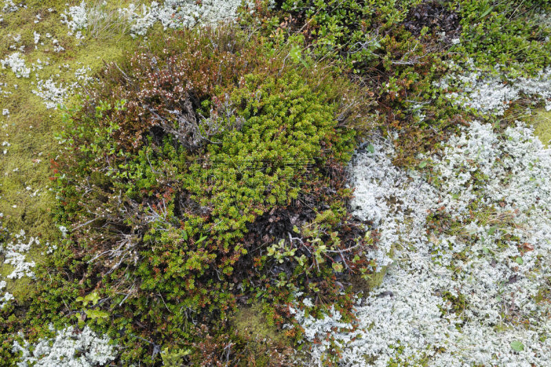 冻原,植物群,水平画幅,无人,苔藓,湿,夏天,户外,特写,雨林