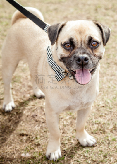 Puggle犬,狗链,领结,狗,黑白图片,茶色,动物杂技,宠物牵引带,巴哥犬,比格犬