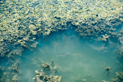 鱼类,自然,热带淡水鱼,水族馆,野生动物,热带气候,泰国,图像,海洋,肮脏的