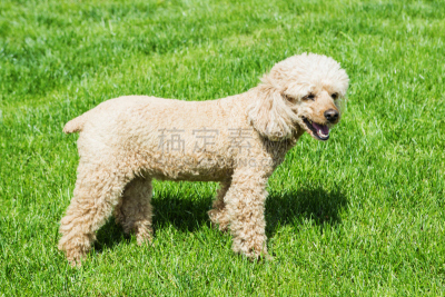 草,背景,贵宾犬,玩具贵宾犬,纯净,草坪,完美,哺乳纲,青年人,白色