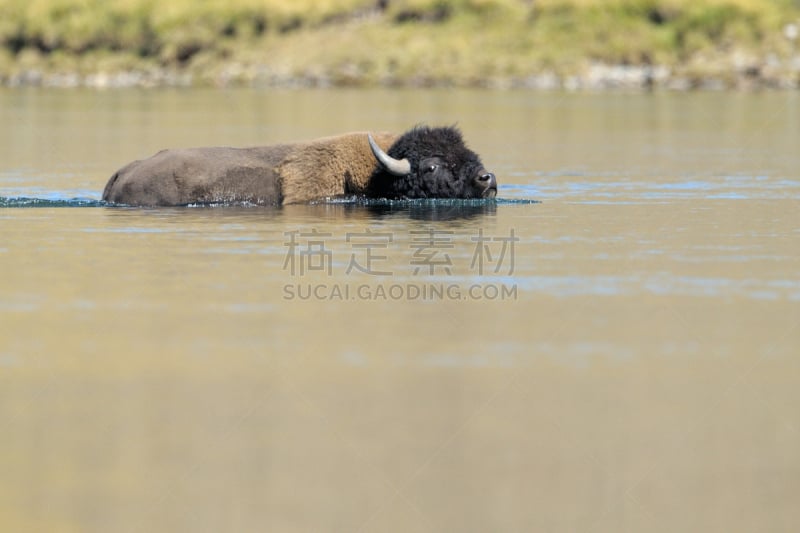 黄石公园,美洲野牛,海顿谷,海登山,褐色,水平画幅,无人,食草动物,草原,户外