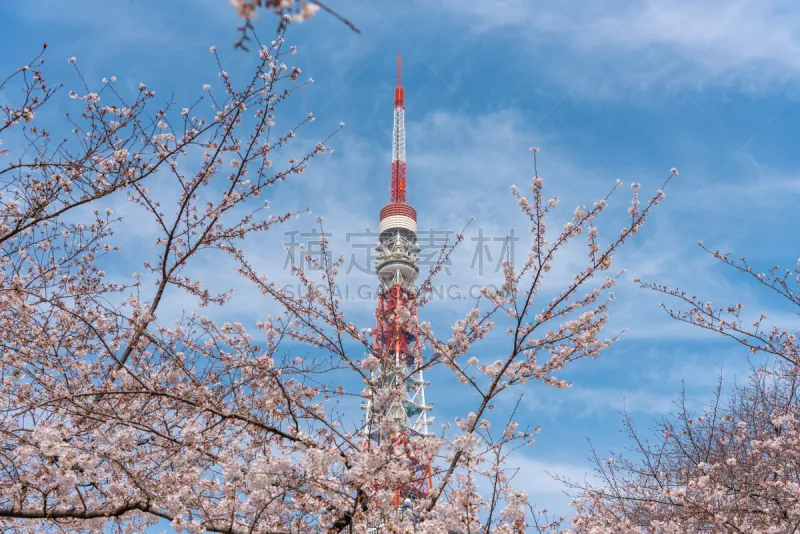 春天 日本 东京塔 樱花 季节 东京 樱之花 云 公园 现代图片素材下载 稿定素材