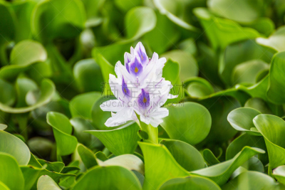 奈瓦沙,湖,肯尼亚,植物群,非洲堇,自然,国家公园,水平画幅,绿色,无人