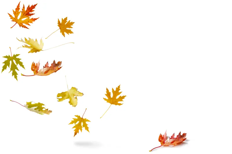 模板 枫树 秋天 叶子 九月 十月 风 橙色 背景 纹理图片素材下载 稿定素材