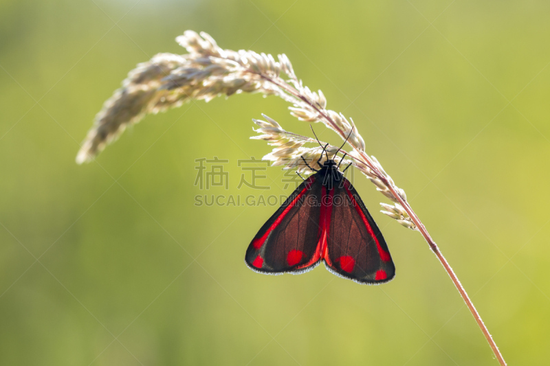 朱砂蛾,草地,水平画幅,无人,arctiid蛾,欧洲,户外,动物斑纹,草,特写