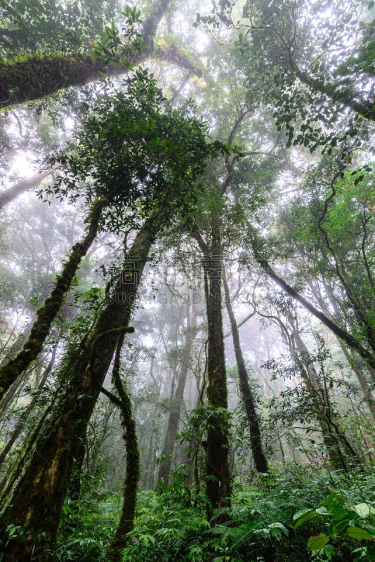 清迈省,泰国,雨林,茵他侬国家公园,垂直画幅,公园,枝繁叶茂,无人,苔藓,湿