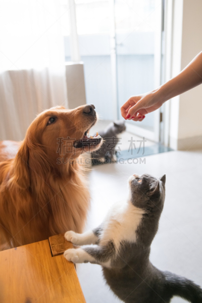 金毛寻回犬,猫,食品,欲望,可爱的,驯养动物,英国短毛猫,动物家庭,狗,动物