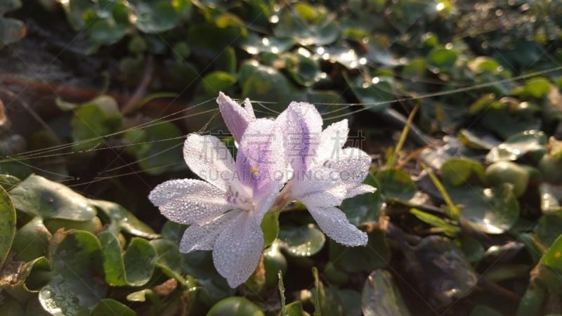 凤眼莲,水生植物,湿,风信子,湖,植物,河流,蜘蛛网,户外,雨林