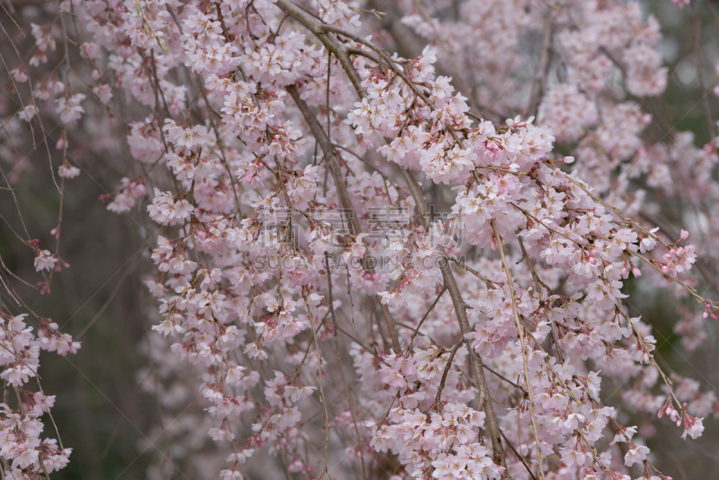 垂枝樱花,奈良市,奈良县,美,水平画幅,樱花,无人,特写,开花时间间隔,白色