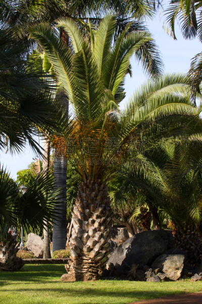 金丝雀,棕榈树,西班牙,特内里费岛,图标,枣椰子,巨大的,canary island date palm,自然,垂直画幅