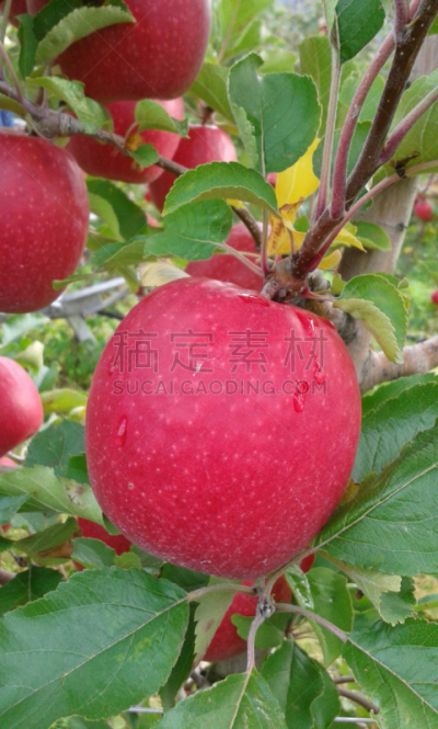 粉红佳人苹果,农业,清新,熟的,农场,水果,户外,意大利,果园,自然