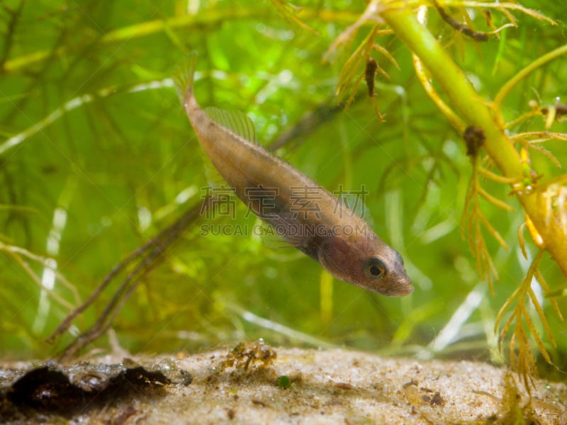 stickleback,领土行为,雄性动物,鱼类学,背鳍,动物脊骨,双鱼座,遮护的手势,动物交配,水